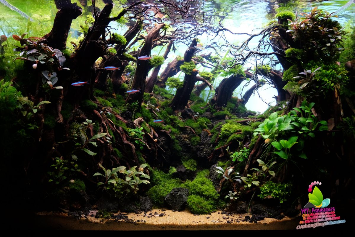 Layout Rừng 60X40X40 (hồ kính, layout, phân nền Nhật Master Soil, Vũ ...